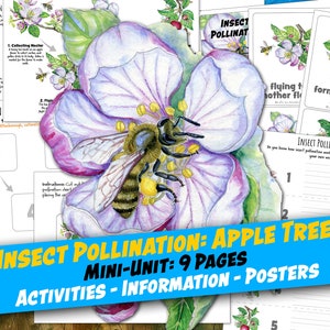 POLINIZACIÓN DE INSECTOS del manzano, Hojas de trabajo de 9 páginas, Actividad de carteles y etiquetado, Tarjetas de 3 partes, Educación en el hogar, Montessori, Descarga instantánea