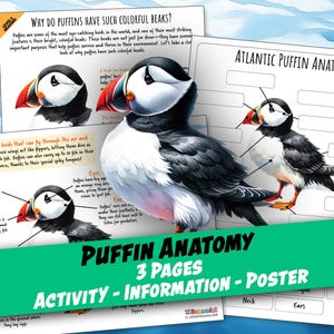 May include: A printable educational poster about the Atlantic Puffin. The poster includes a colorful illustration of a puffin with labels for its beak, nostrils, eyes, ears, neck, and claws. The text "Puffin Anatomy" is written in a green box at the bottom of the poster.
