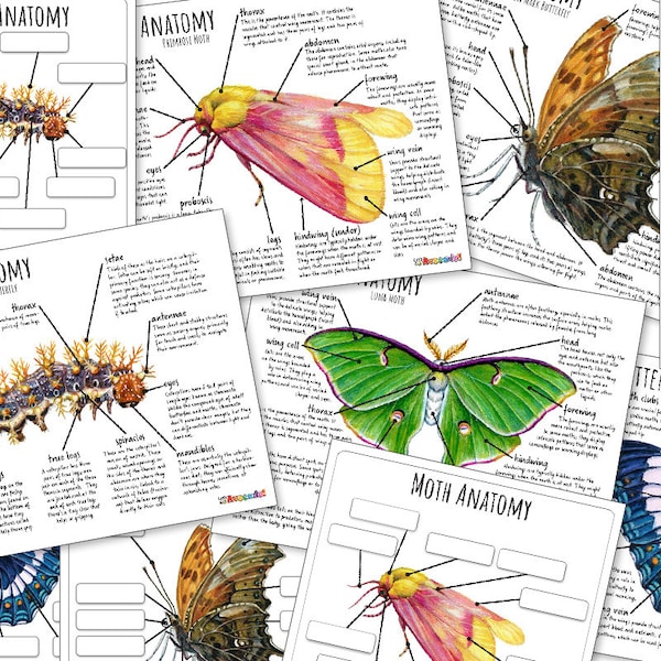 BUTTERFLY & MOTH Nature Study 88 Pages, Life Cycle, Anatomy, Unit Study, Science, Handwriting, Homeschool, Montessori, Instant DOWNLOAD