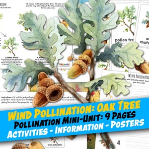 WINDBESTÄUBUNG der Eiche, Arbeitsblätter 9 Seiten, Poster- und Beschriftungsaktivität, 3-teilige Karten, Homeschool, Montessori, Sofortiger Download