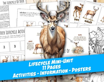 DEER LIFECYCLE Worksheet 11 Pages, Poster and Labeling Activity, 3-Part Cards, Coloring Page, Homeschool, Montessori, Instant DOWNLOAD