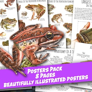 KIKKER en TOAD POSTERS, Soorten Posters, Levenscyclus, Anatomie, Kikkervisje, Homeschool Afdrukbaar, Montessori, Instant Download afbeelding 1