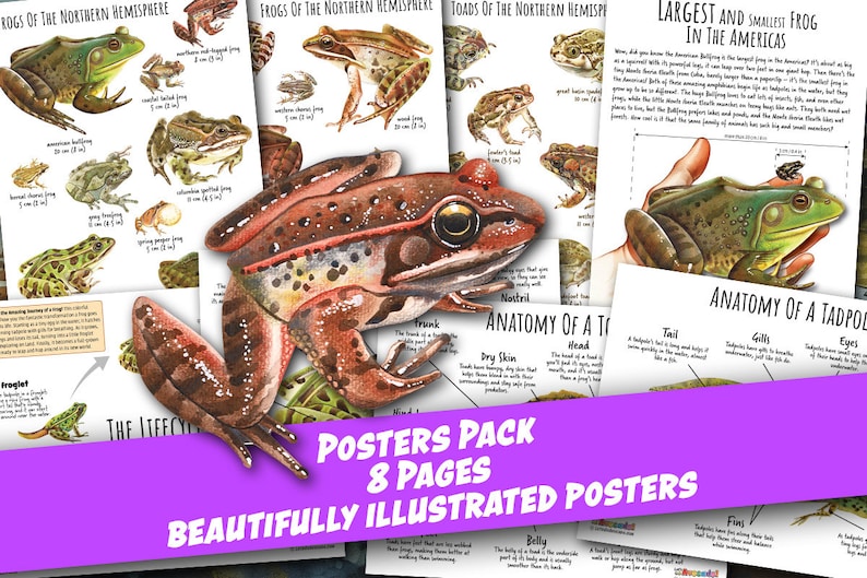 KIKKER en TOAD POSTERS, Soorten Posters, Levenscyclus, Anatomie, Kikkervisje, Homeschool Afdrukbaar, Montessori, Instant Download afbeelding 1