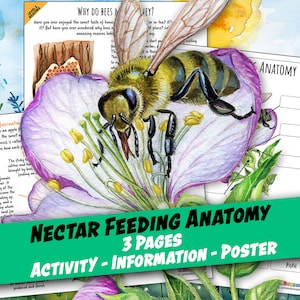 Puede incluir: Una ilustración de acuarela de una abeja recogiendo néctar de una flor. La imagen forma parte de un recurso educativo de tres páginas sobre la anatomie de la alimentación con néctar. El texto de la imagen dice: "Bienvenido al fascinante mundo de la alimentación con néctar. Una abeja bebe néctar de una flor de manzano o de una flor. Esta flor se llama antera. Este proceso se llama polinización. Exploremos cómo funciona cada parte."