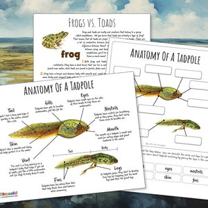 TADPOLE ANATOMY Worksheet 3 Pages, Poster and Labeling Activity, Winter Survival Strategy, Homeschool, Montessori, INSTANT Download image 1