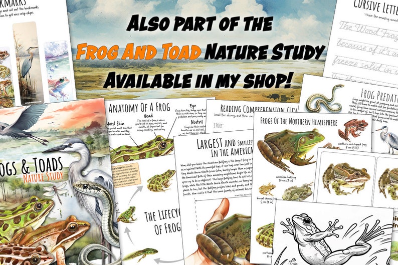 TADPOLE ANATOMY Worksheet 3 Pages, Poster and Labeling Activity, Winter Survival Strategy, Homeschool, Montessori, INSTANT Download image 2