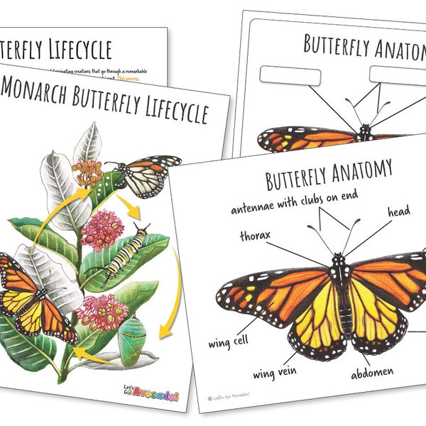 MONARCH BUTTERFLY Nature Study 40 Pages, Life Cycle, Anatomy, Unit Study, Science, Handwriting, Homeschool, Montessori, Instant Download