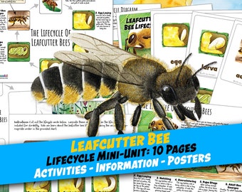 LEAFCUTTER BEE LIFECYCLE Worksheet 10 Pages, Poster and Labeling Activity, 3-Part Cards, Homeschool, Montessori, Instant Download