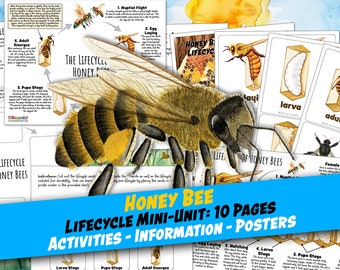HONEY BEE LIFECYCLE Worksheet 10 Pages, Poster and Labeling Activity, 3-Part Cards, Homeschool, Montessori, Instant Download
