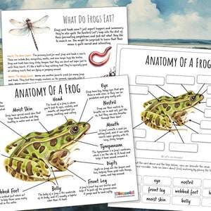 FROG ANATOMY Worksheet 3 Pages, Poster and Labeling Activity, Winter Survival Strategy, Homeschool, Montessori, INSTANT Download