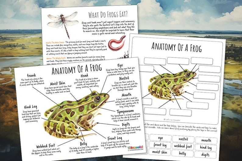 FROG ANATOMY Worksheet 3 Pages, Poster and Labeling Activity, Winter Survival Strategy, Homeschool, Montessori, INSTANT Download image 1