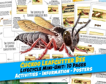 CUCKOO BEE LIFECYCLE Worksheet 10 Pages, Poster and Labeling Activity, 3-Part Cards, Homeschool, Montessori, Instant Download