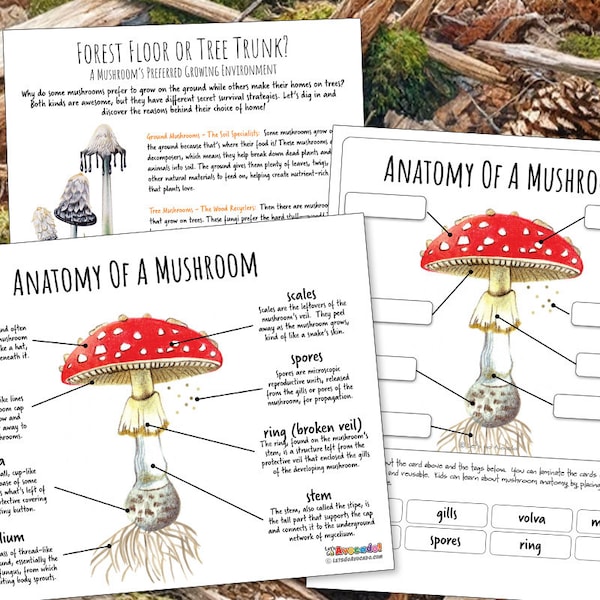 MUSHROOMS ANATOMY Worksheet 3 Pages, Poster and Labeling Activity, Homeschool, Montessori, Instant DOWNLOAD