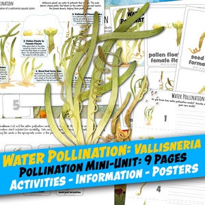 Zapylenie wodne Vallisneria, Arkusze robocze 9 stron, Plakat i aktywność etykietowania, Karty 3-częściowe, Edukacja domowa, Montessori, Natychmiastowe pobieranie