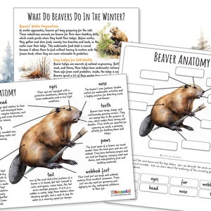 BIBER ANATOMIE Arbeitsblatt 3 Seiten, Poster und Beschriftung Aktivität, Winter Survival Strategie, Homeschool, Montessori, SOFORT Download