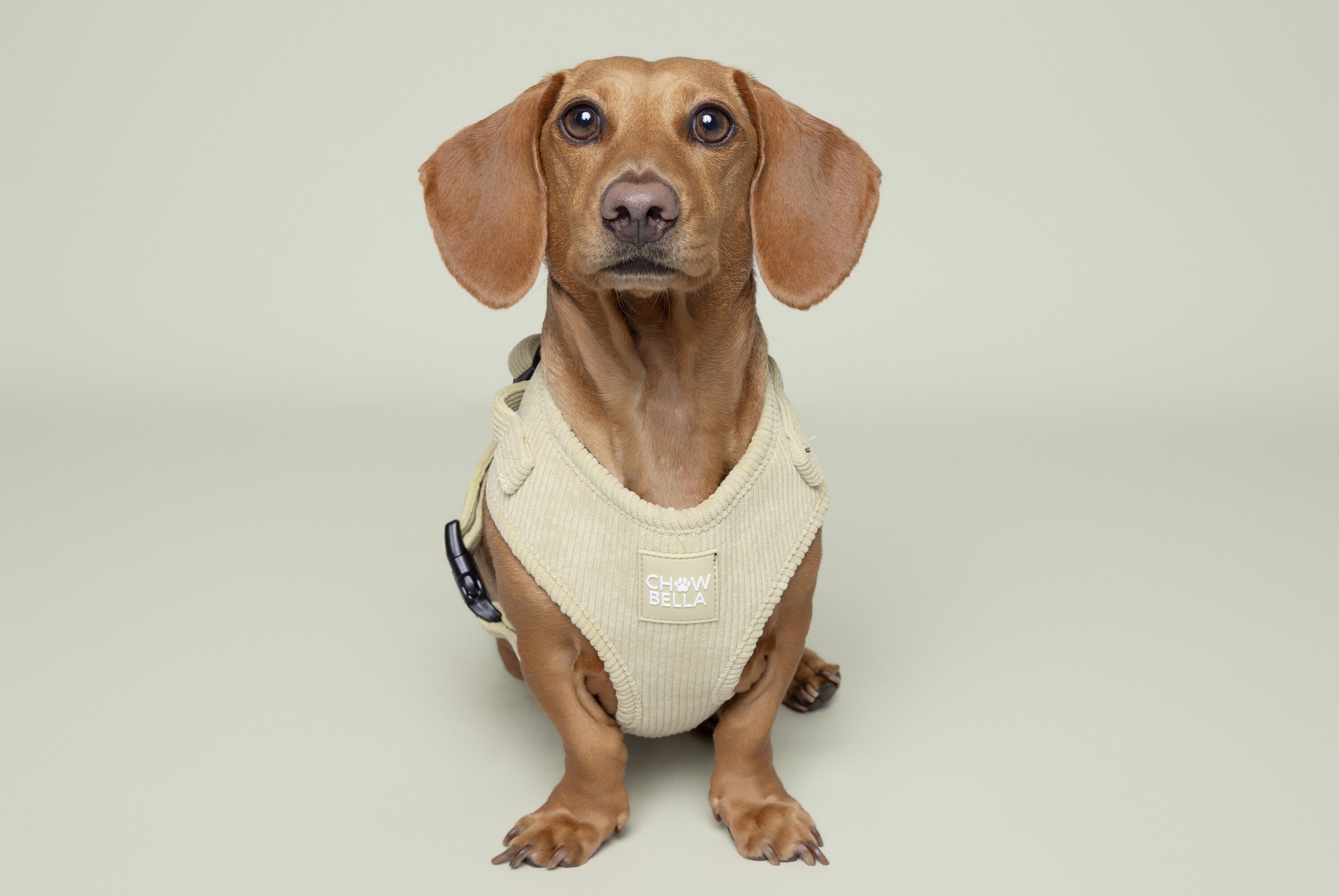 Sage Green Dog Matching Corduroy Set Harness Adjustable Mint Leash