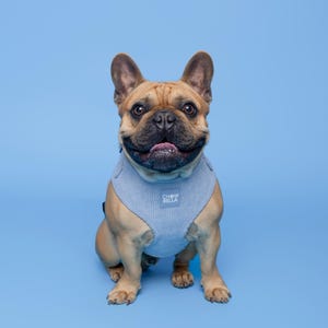 Könnte beinhalten: Ein hellblaues Hundegeschirr mit dem Text "CHEW BELLA" darauf. Eine Französische Bulldogge trägt das Geschirr und sitzt auf einem hellblauen Hintergrund.