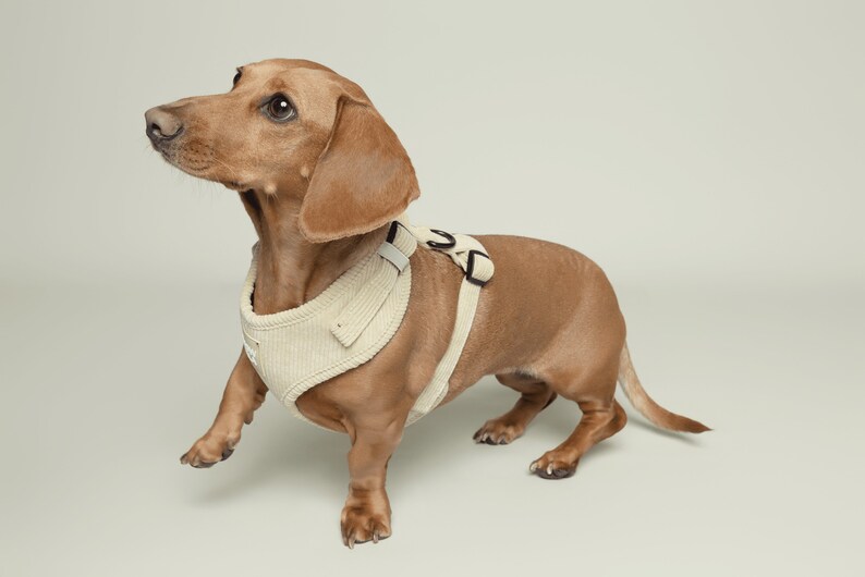 Sage Green Dog Matching Corduroy Set Harness Adjustable Mint Leash