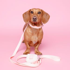 Blush Pink Waterproof Dog Leash Collar Set // Water resistant Dog Lead & Collar- Strong Dog Leash Collar - Silver Dog Leash - Australia
