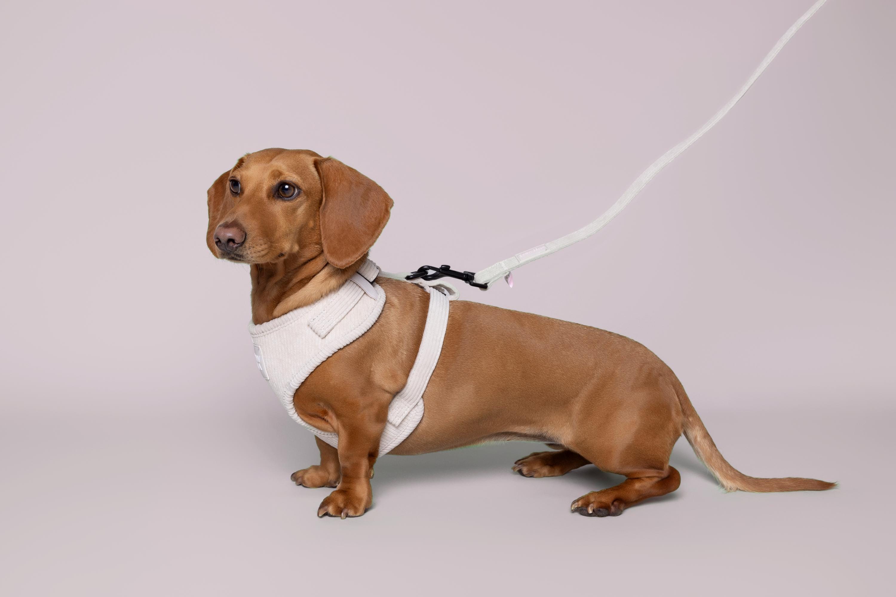 Hundegeschirr Und Leine Set | Beige/creme, Verstellbar, Reflektierend, Größe L