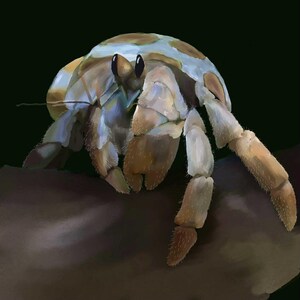 Hermit crab digital art printable poster fun crab item