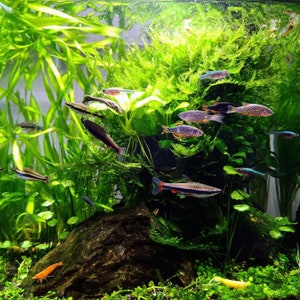 Fish tank jungle -  Italia