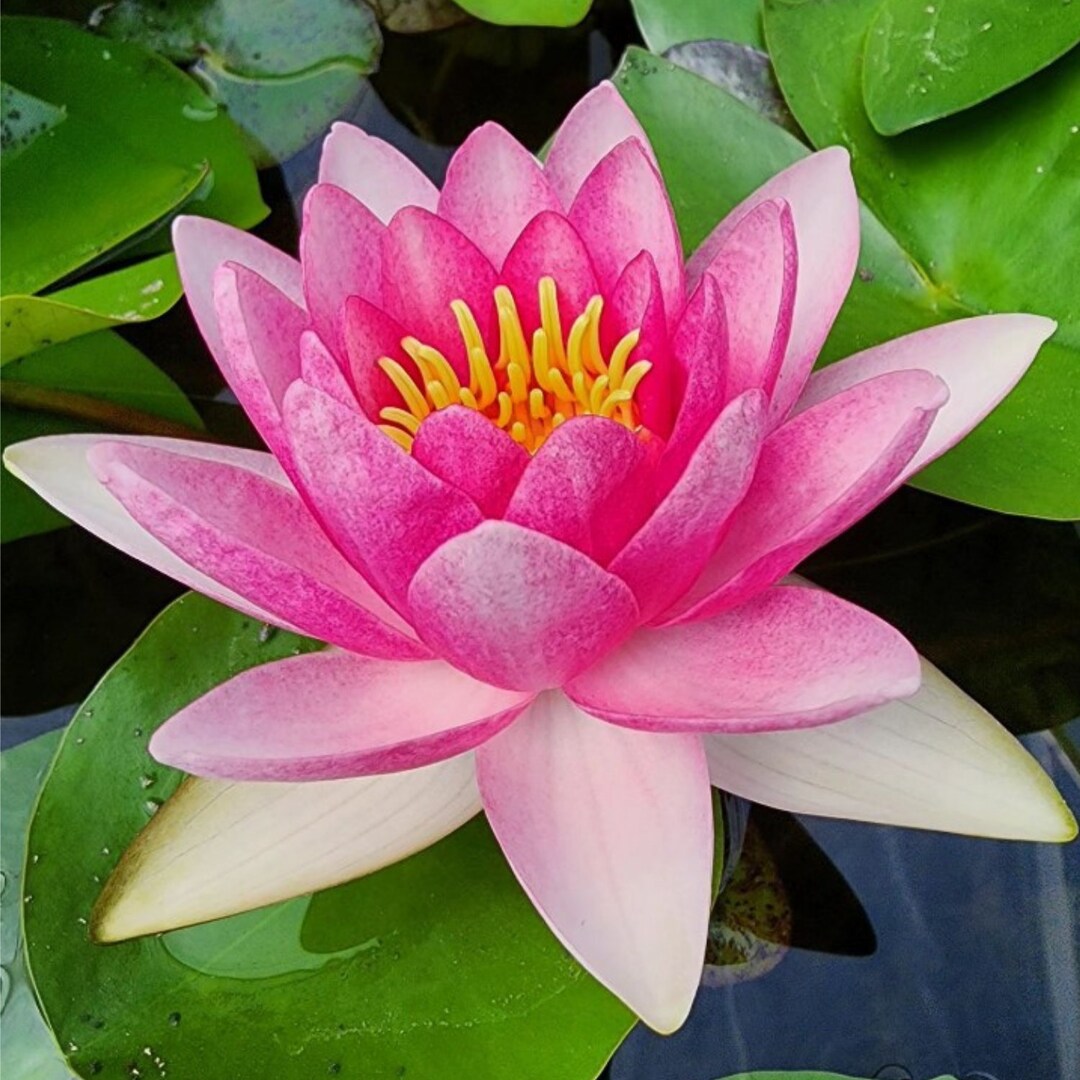 Limelive Hardy Water Lily Red Yellow Orange White Pink Tuber Aquatic