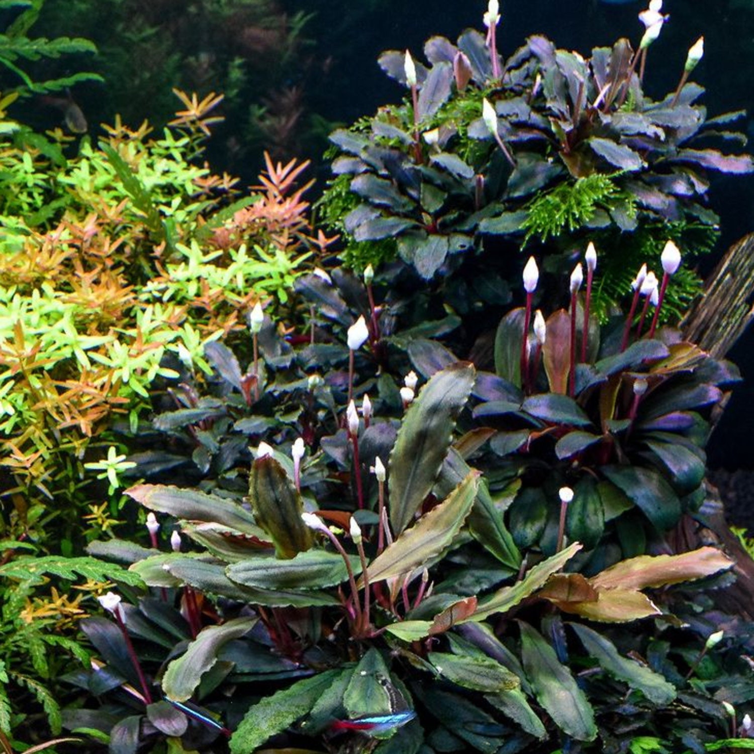 Live Moss Small Terrarium Plants Bonsai, Miniature Garden Plants