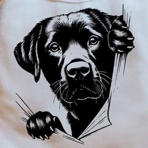 Gluren Labrador Retriever Svg Png, Labrador Retriever Svg, hondenliefhebber, honden Svg, schattige hond, glurende hond, downloadbestand