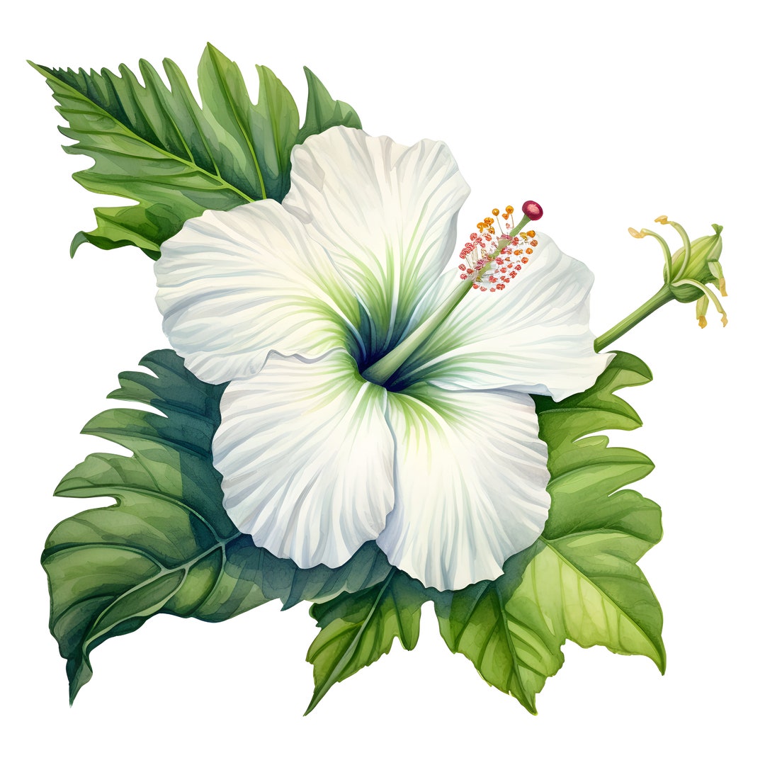 White Hibiscus Flowers, Tropical Flowers, Weddding Clipart, Hibiscus