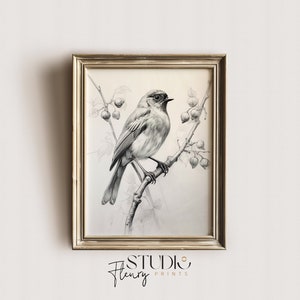 Vintage Robin Sketch Art | Robin Bird Etching Wall Art Printable |  Digital DOWNLOAD | Studio Fleury Prints | OA-0019