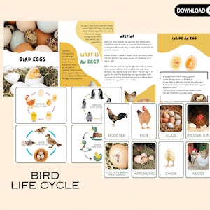 BIRD EIEREN, levenscyclus vogels, levenscyclus kip, afdrukbare flashkaarten, thuisonderwijskaart, levensfase van dier, montessori-flashkaarten