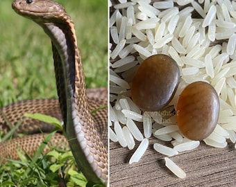 Powerful Golden Cobra Nagamani Mustika Pearl - Geliga Ular Tudong Mystical  Gemstone Bezoar for Luck Attraction  Fame Gambling