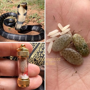 RARE Mini Cobra Pearl Amulet Stone Mystical Gem - for Wealth Attraction, Protection, Spiritual healing, Gambling Luck, Investment Success