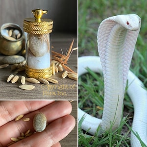 Rare Powerful White Cobra Pearl Amulet (Nagamani Geliga Ular Tudong Mystical Cobra Gemstone Bezoar for Luck Attraction Fortune Fame Gamblin