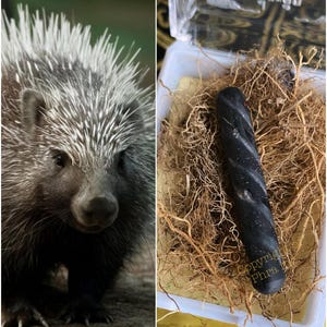 RARE Money Magnet Powerful PORCUPINE Mustika Bezoar Pearl - Mustika Landak : Known for Attracting Wealth, Powerful Shield, Protection Amulet