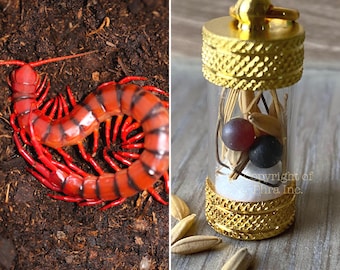 Wealth & Money Attraction Amulet - Genuine King Centipede Pearl Mustika Gemstone - Lucky Talisman for Success Abundance