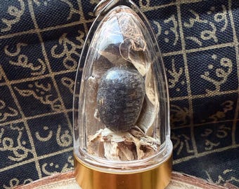 Rare Nagamani Serpent Pearl King Cobra Crown Bezoar Amulet with Cobra Skin - Snake Gem Stone Mustika for Wealth, Protection, Good Luck