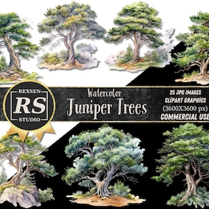 Può includere: Illustrazioni ad acquerello di alberi di ginepro, con fogliame verde e tronchi marroni, su uno sfondo bianco. Le illustrazioni fanno parte di un set di grafica clipart per uso commerciale.