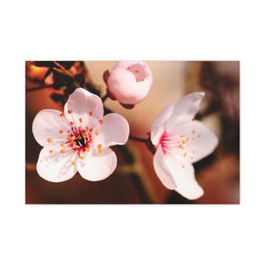 Peut inclure: Gros plan sur des fleurs de cerisier roses délicates en pleine floraison, avec des pétales blancs doux, des étamines jaunes et un centre rouge vif. Un bouton floral est également visible, sur un fond flou aux tons chauds. L'image capture la beauté du printemps.