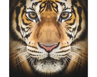 Wildlife Tiger Stretched Canvas Print, Eco-Friendly Home Decor