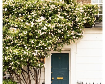 Fotografía de flores de primavera en Londres - Arte mural romántico de rosas trepadoras - Decoración de casas de campo en la ciudad del Reino Unido