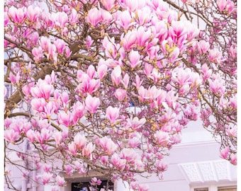 Fotografía de flores de magnolia rosa – Decoración floral de primavera londinense