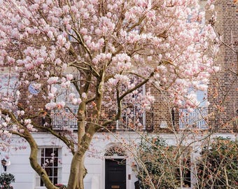 Lámina fotográfica de una calle londinense en primavera / Arte mural botánico en rosa empolvado para la decoración del hogar