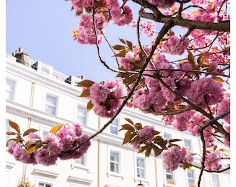 Fotografía de primavera de casas adosadas con cerezos en flor en Londres - Arte mural floral rosa para la decoración del hogar