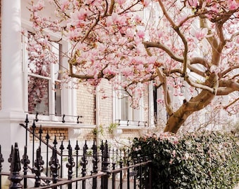 Fotografía de flores de magnolia de Londres en primavera / Arte botánico de pared en rosa empolvado para la decoración del hogar