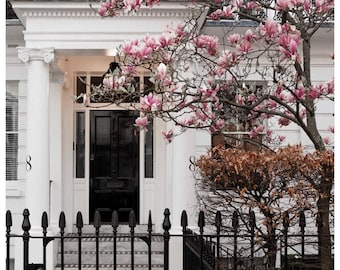 Fotografía de la floración de magnolias de Londres en primavera, lámina decorativa para pared de una casa georgiana.