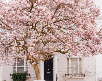 Fotografía de un árbol de magnolia rosa en una calle de Londres – Arte mural botánico de primavera