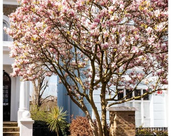 Fotografía de un magnolio londinense en primavera, lámina decorativa botánica con flores rosas.