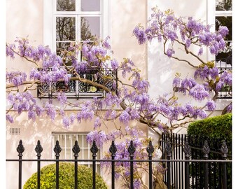 Fotografía de flores de magnolia de Londres en primavera, decoración floral de casa georgiana.